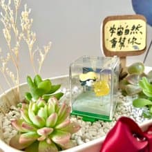 Tamama K隆星人 多肉組盆 多肉植物 晉升禮物 軍人禮物 祝福晉升