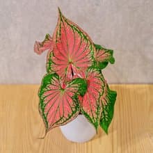 粉紅佳人 彩葉芋 日式塑陶盆 室內植物 觀葉植物 禮物 辦公室小物