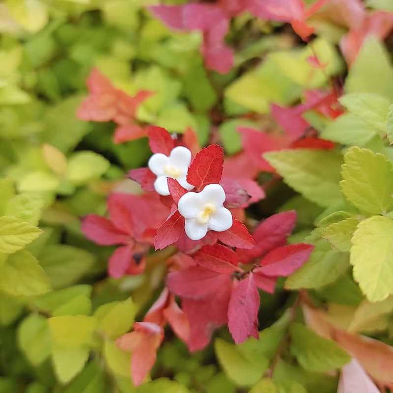 【花語系列】橄欖花耳環 • Lovely //925純銀