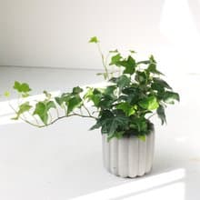 植栽 盆栽 l 純綠常春藤 手指餅乾水泥盆  小綠星星葉片 散光