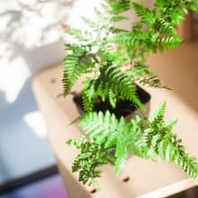 兔腳蕨 | 耐陰植栽 | 新手蕨類 | 辦公室盆栽