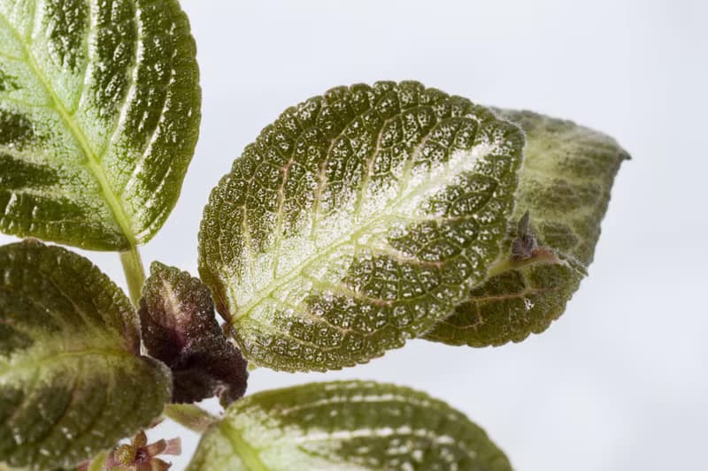 喜蔭花'菲力綠' 丨室內植栽丨辦公室植栽丨療癒小物丨送禮丨
