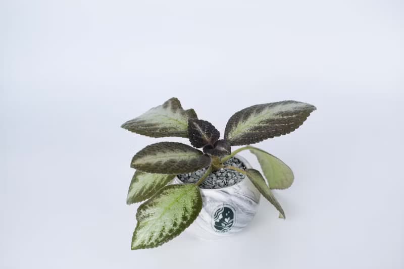 喜蔭花'菲力綠' 丨室內植栽丨辦公室植栽丨療癒小物丨送禮丨
