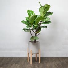 琴葉榕 | 開幕送禮 喬遷 升遷盆栽 綠色植栽 可落地 多種尺寸