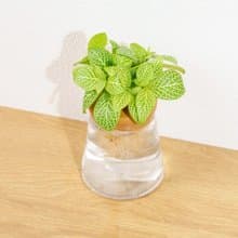 檸檬網紋草 三角水耕盆栽 室內植物 觀葉植物 禮物 水培