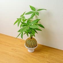 苔球植物 馬拉巴栗墨綠苔球加磨砂高腳缽 苔球 苔玉 禮物