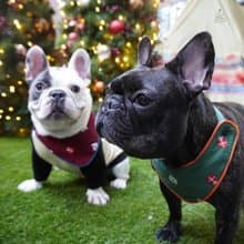 Zuuie Luna Heather+ 佳節特別版 寵物圍巾/頸圈