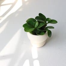植栽 盆栽 l 圓葉椒草 圓葉發財風水樹  室內植物 辦公室盆栽