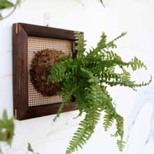 【腎蕨畫框】質感碳化框/ 室內植物/ 室內植物