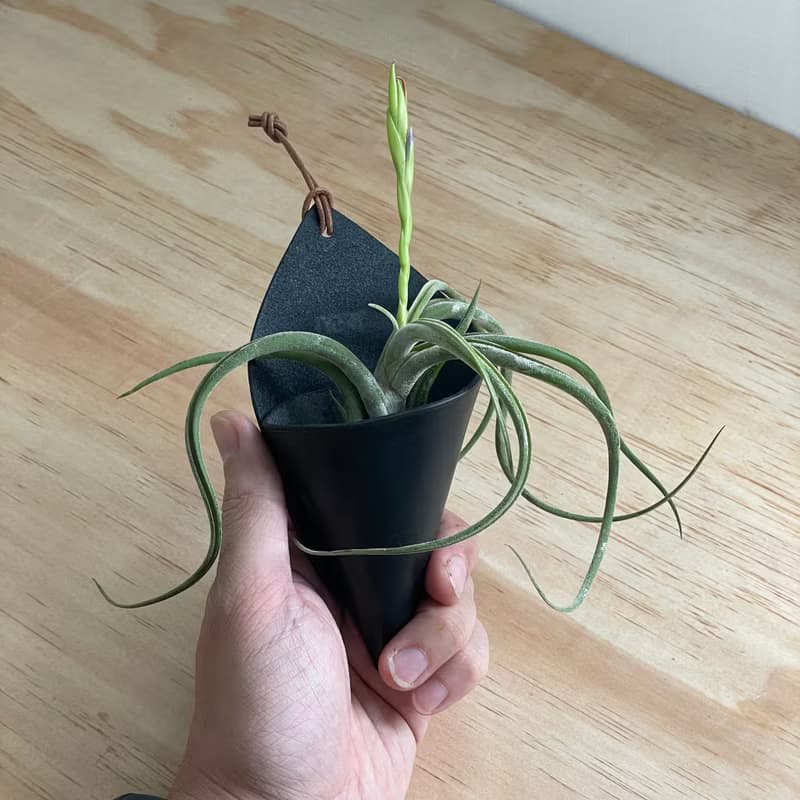 空氣鳳梨專用盆器甜筒