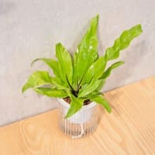 山蘇 免澆水盆栽 室內植物 觀葉植物  禮物 辦公室小物