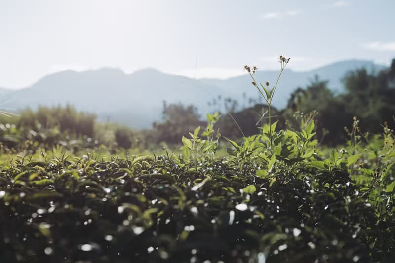 【自然農法茶葉】山嵐綠茶 日式清甜  手採無農藥無化肥