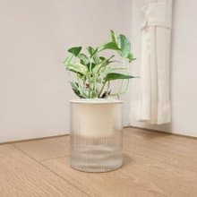 植栽 室內盆栽 雪花葛 植物盆栽