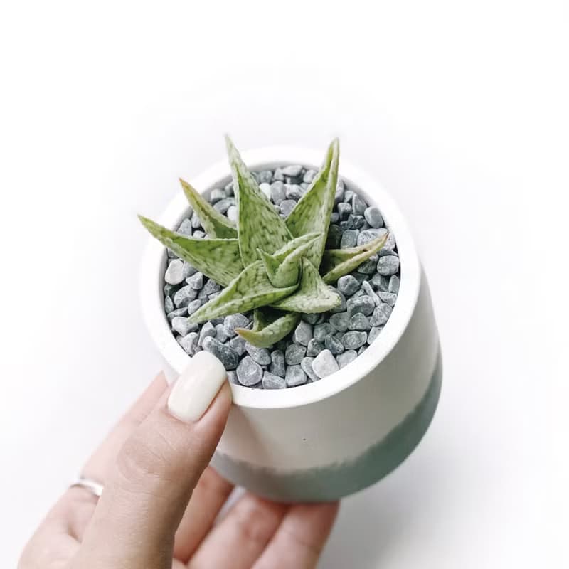(預購) 莫蘭迪綠系列 | 白鯊蘆薈 圓形雙色漸層水泥植栽