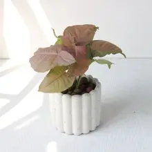 植栽 盆栽 l 粉紅佳人合果芋 手指餅乾水泥盆 網紅植物 強散光