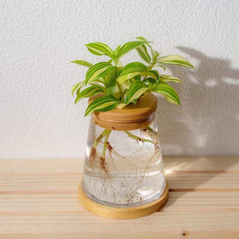 水竹 三角水耕盆栽 室內植物 觀葉植物 禮物 水培