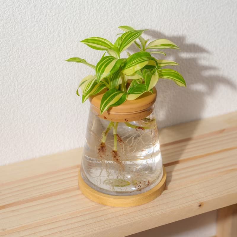 水竹 三角水耕盆栽 室內植物 觀葉植物 禮物 水培