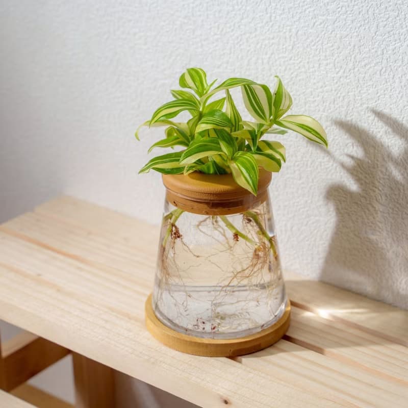 水竹 三角水耕盆栽 室內植物 觀葉植物 禮物 水培