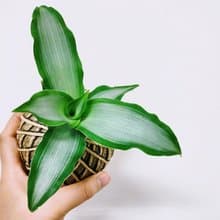 閃耀之心水竹葉苔球│板植│窗邊植物│陽台植物│觀葉植物