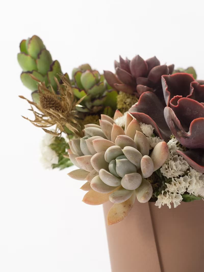 母親節禮物 - 冠軍媽媽 / 盆栽 植物 多肉 台灣設計 有肉