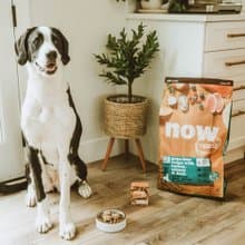 【狗主食】now 鮮肉無穀 大型老犬天然糧 狗飼料 關節保健