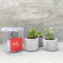 【荳荳多肉】【1吋水泥盆-50盆1組】│送禮│多肉植物│婚禮小物