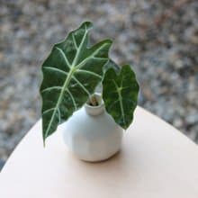 水培植栽│黑葉觀音蓮_室內植物 磨砂陶瓷幾何花瓶 白