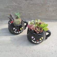 【荳荳多肉】【黑貓造型組合】喬遷│送禮│升遷│多肉植物