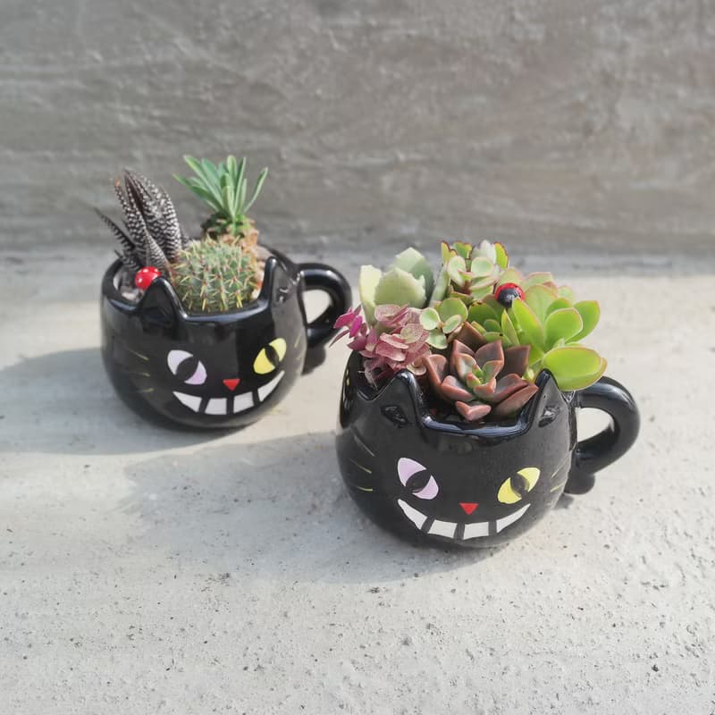 【荳荳多肉】【黑貓造型組合】喬遷│送禮│升遷│多肉植物