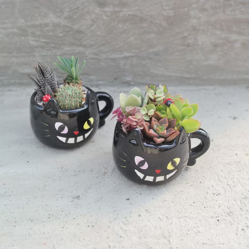 【荳荳多肉】【黑貓造型組合】喬遷│送禮│升遷│多肉植物