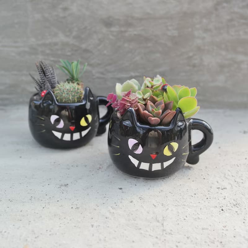 【荳荳多肉】【黑貓造型組合】喬遷│送禮│升遷│多肉植物