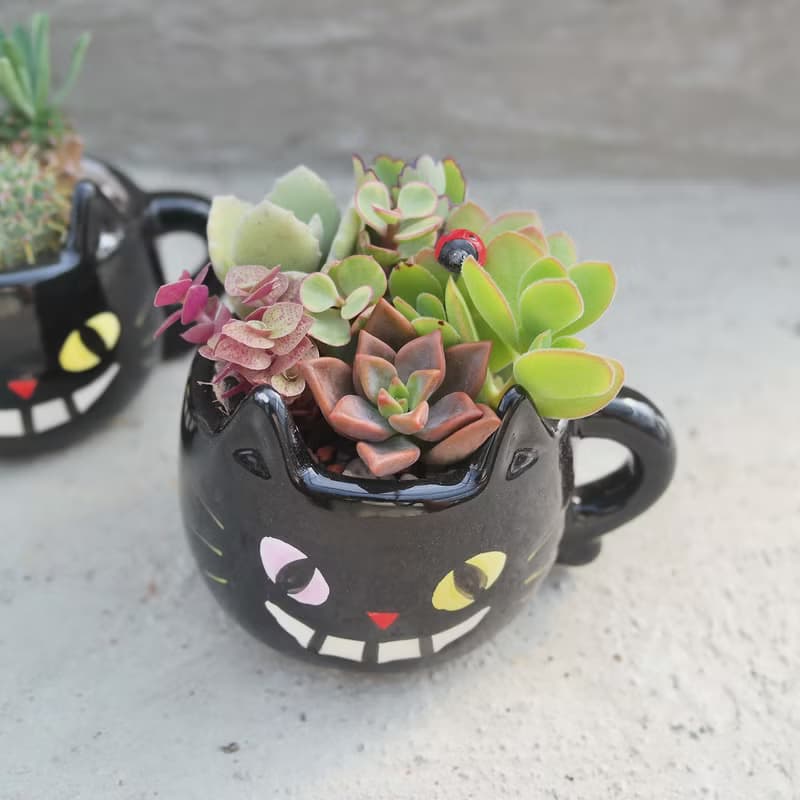 【荳荳多肉】【黑貓造型組合】喬遷│送禮│升遷│多肉植物