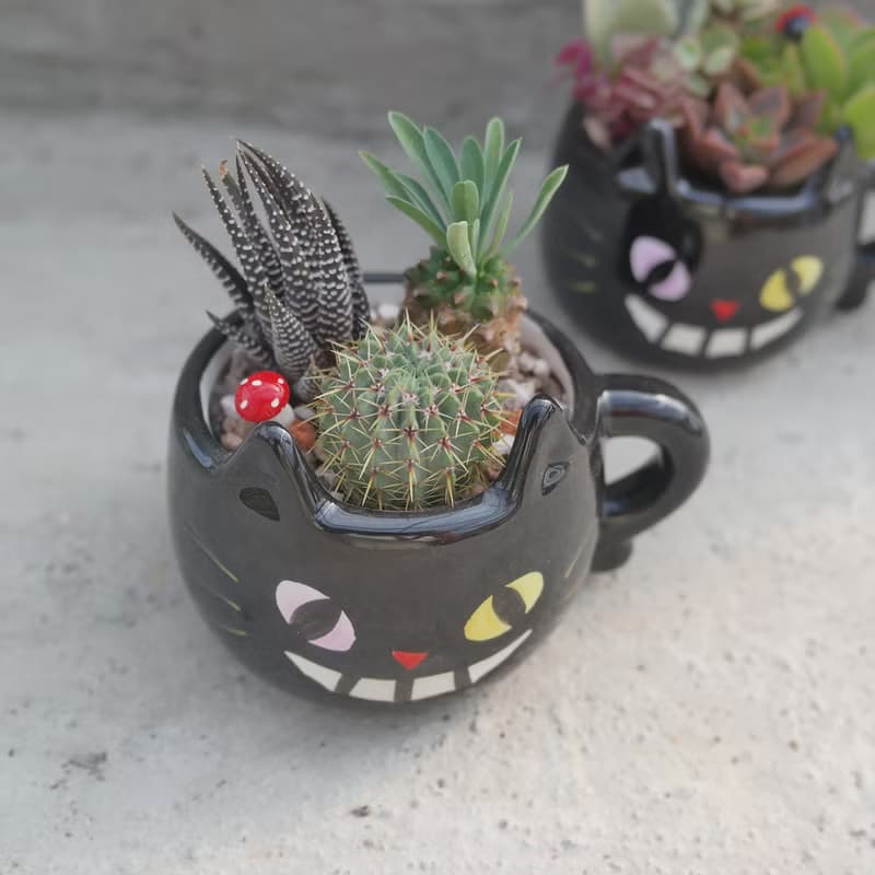 【荳荳多肉】【黑貓造型組合】喬遷│送禮│升遷│多肉植物