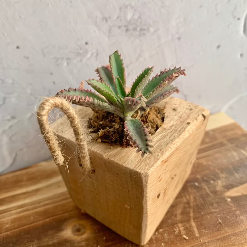 手工木作設計 盆栽擺飾 多肉植物 不死鳥錦