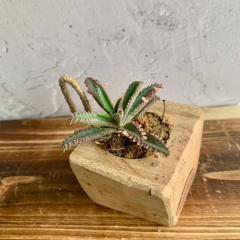 手工木作設計 盆栽擺飾 多肉植物 不死鳥錦
