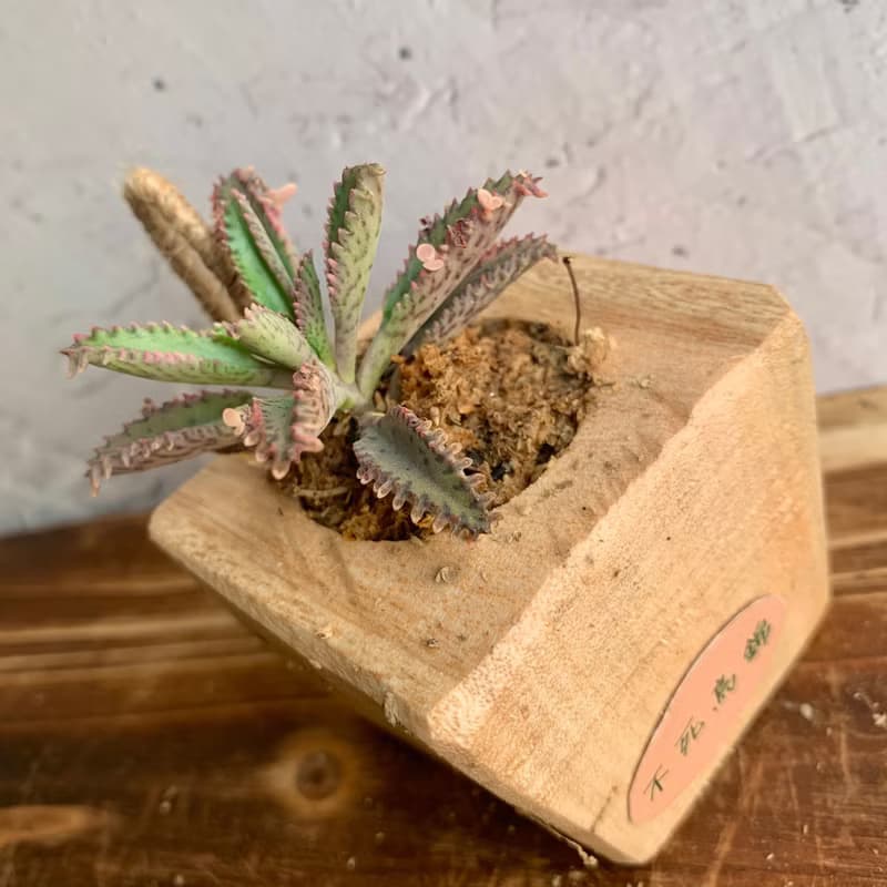 手工木作設計 盆栽擺飾 多肉植物 不死鳥錦