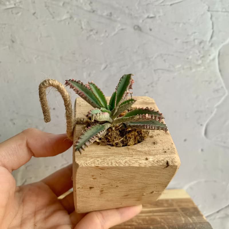 手工木作設計 盆栽擺飾 多肉植物 不死鳥錦