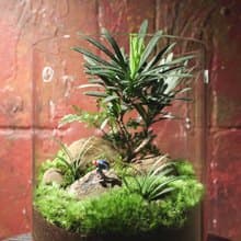 【生態缸－滑板下的白日夢】微景觀 室內植栽 禮物 辦公室擺設