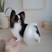 Height 8 inches (20 cm) Custom Miniature realistic crochet Papillon Tricolor