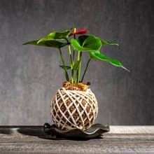 紅火鶴花苔球 苔球植物 苔玉 室內植物 辦公室植物 交換禮物