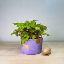 限量單品 手作厚實單品紫色金點水泥盆