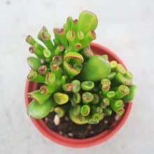 【荳荳多肉】【史瑞克】喬遷│送禮│升遷│多肉植物