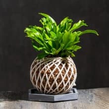 鹿角山蘇苔球 苔球植物 苔玉 室內植物 辦公室植物 交換禮物