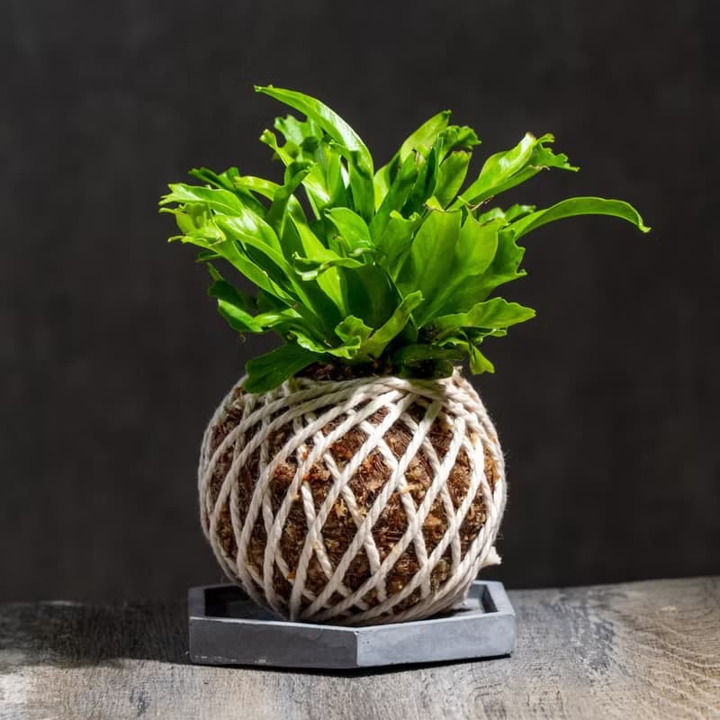鹿角山蘇苔球 苔球植物 苔玉 室內植物 辦公室植物 交換禮物