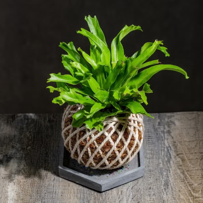 鹿角山蘇苔球 苔球植物 苔玉 室內植物 辦公室植物 交換禮物