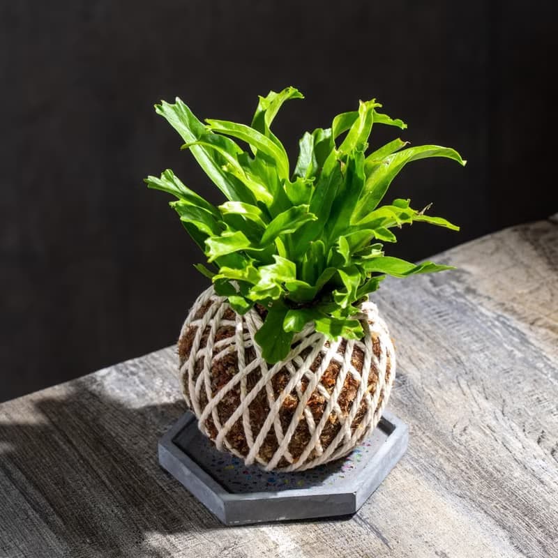 鹿角山蘇苔球 苔球植物 苔玉 室內植物 辦公室植物 交換禮物