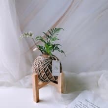 苔球 兔腳蕨 植栽