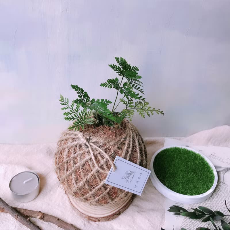 苔球 兔腳蕨 植栽