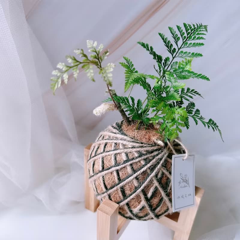 苔球 兔腳蕨 植栽