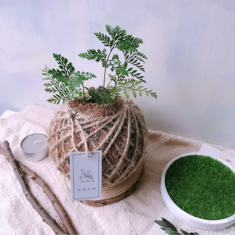 苔球 兔腳蕨 植栽